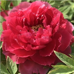 Paeonia tree Tai yang (tube)  Пион древовидный Солнечный свет