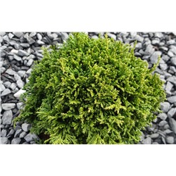 Chamaecyparis pisifera 'Tsukumo' 20-25 cm cont. 3,0L