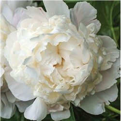 Paeonia herbaceous Yang Fei Chu yu (tube) Пион травянистый Зефир