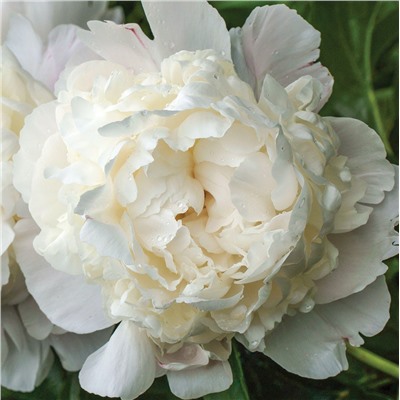 Paeonia herbaceous Yang Fei Chu yu (tube) Пион травянистый Зефир