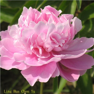 Paeonia herbaceous Ling Hua Chen Yu (tube) Пион травянистый Небесная Парча