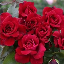роза Bellevue (штамб 80 см.)