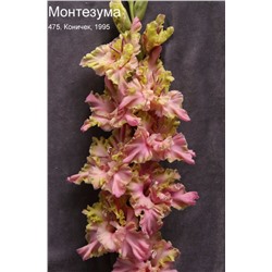 Гладиолус крупноцветковый Монтезума