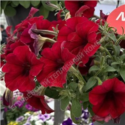 Петуния AlpeTunia Red Velvet,