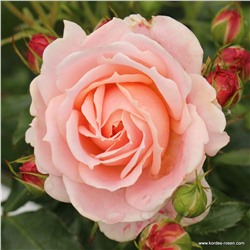 Rosa floribunda Cremosa