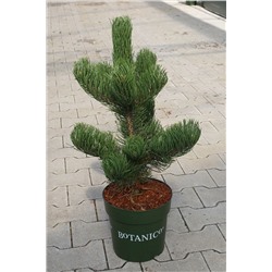 Pinus nigra 'Oregon Green'	D 6	L 40-60