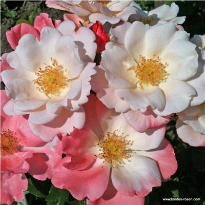 Rosa floribunda Roseromantic