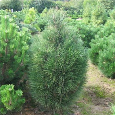 Pinus nigra 'Rondello' 30-40 cm met kluit