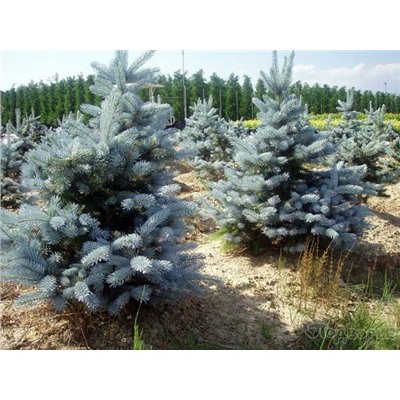 Ель Picea pungens Hoopsii C10 80-100