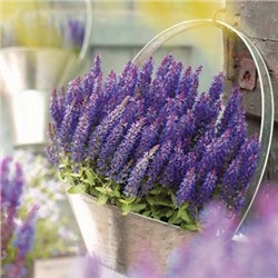 Шалфей Salvia n. Sensation® Compact Violet Liners P9