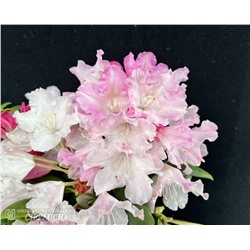 Rhododendron yakushimanum Ken Janeck
