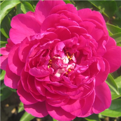 Paeonia herbaceous Da Fu Gui (tube) Пион травянистый Ричи