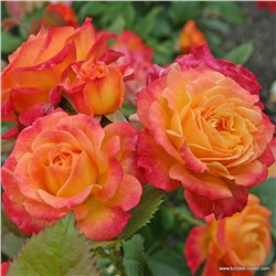 Rosa floribunda Gartenspaß