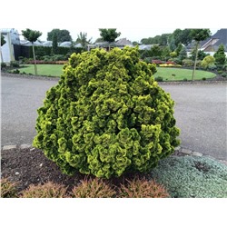 Chamaecyparis obtusa 'Aurora'	C2 15-20 cm