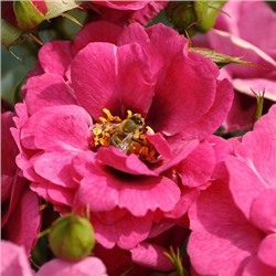 Rosa floribunda Orienta Djamila