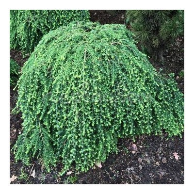 Tsuga canadensis 'Green Globe' ®	C3 25-30 cm