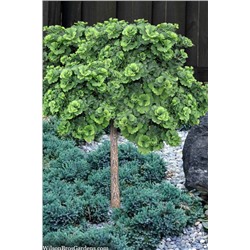 Ginkgo biloba 'Troll' 60 cm stam cont. 10L