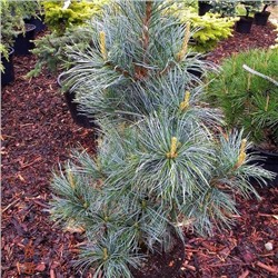 Pinus koraiensis 'Silveray' 40-50 cm cont. 7,5L
