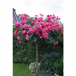 роза Rosarium Uetersen (штамб 140 см.)