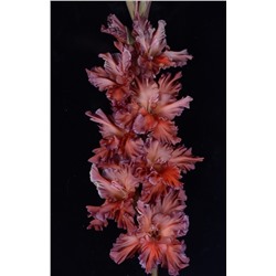 Гладиолус крупноцветковый Шоколадный Заяц