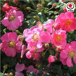 Rosa groundcover Bienenweide Pink