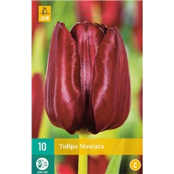 Tulipa Mascara NEW * 11/12 * 10 шт
