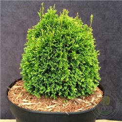 Thuja occidentalis 'Kraznal'	20-25 cm cont. 3,0L