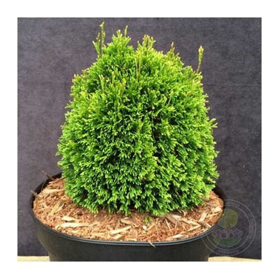 Thuja occidentalis 'Kraznal'	20-25 cm cont. 3,0L