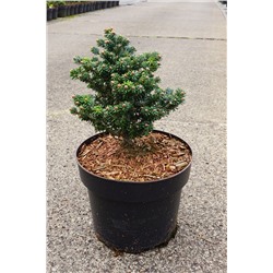 Abies koreana 'Alpin Star'	D 4	L 25-30