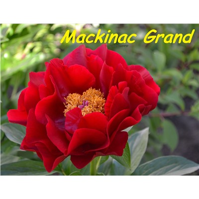 Mackinac Grand