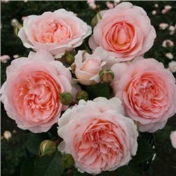 роза Marchenzauber (штамб 80 см.)