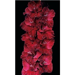 Гладиолус крупноцветковый Редженси
