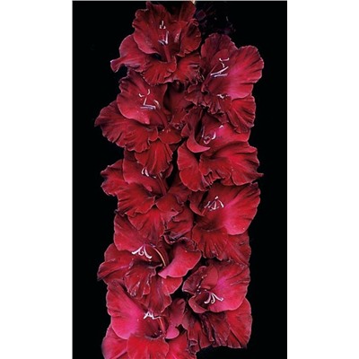 Гладиолус крупноцветковый Редженси
