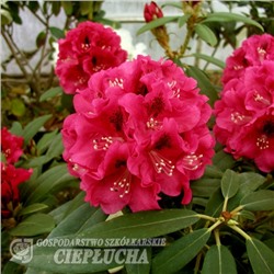 Rhododendron hybrida Mieszko I