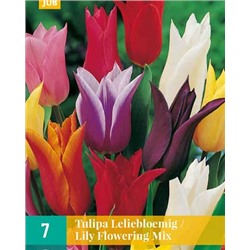 Lily Flowering / Leliebloemig Mix [11/12] 7шт