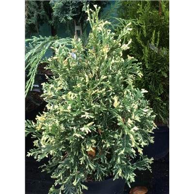 Thuja occidentalis 'Heartland Snow'	25-30 cm cont. 3,0L