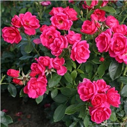 Rosa floribunda Gartenfreund