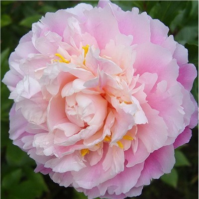 Paeonia herbaceous Zhong Sheng Feng (tube) Пион травянистый Розовое Облако