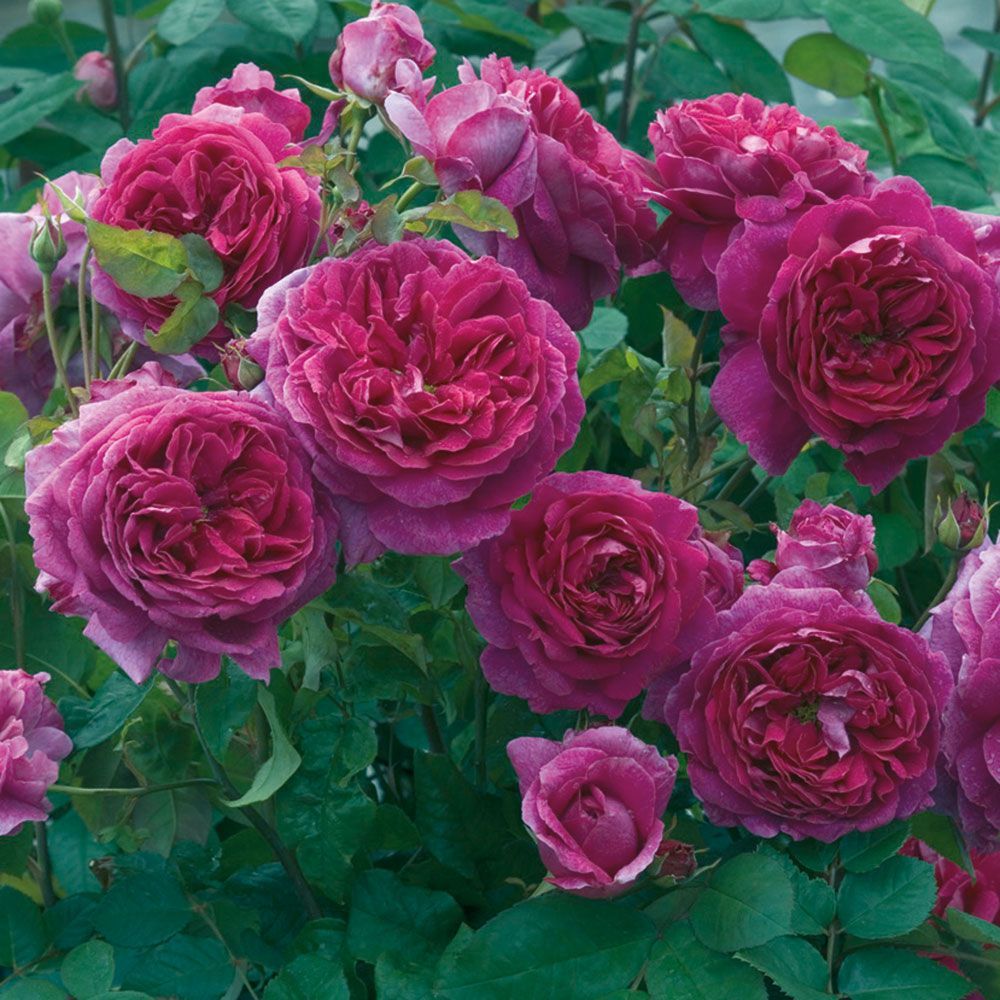 Сиреневые розы сорта