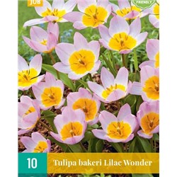 bakeri Lilac Wonder [6/+] 10шт