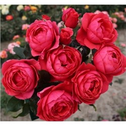 роза Gartenprinzessin Marie-Jose (штамб 80 см.)