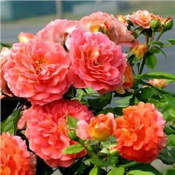 роза Gebruder Grimm (штамб 80 см.)