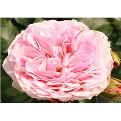 Rosa tea hybrid Amorosa