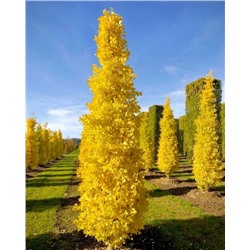 Ginkgo biloba 'Menhir' 120-140 cm cont. 10L