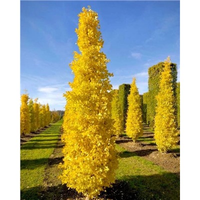 Ginkgo biloba 'Menhir' 120-140 cm cont. 10L