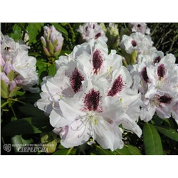 Rhododendron hybriden Calsap
