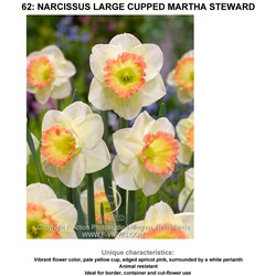 Нарцисс крупнокорончатый Марта Стьворд 3 шт