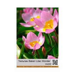 Тюльпан Lilac Wonder 5шт