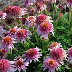Echinacea 'Butterfly'	P11