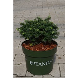 Abies koreana 'Brillant'	D 4	L 25-30